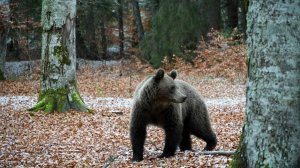 Медведица Просит Помощи: Борьба за Жизнь Медвежонка (Часть 7)