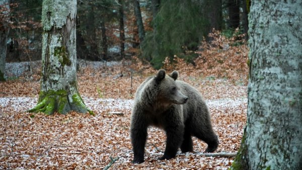 Медведица Просит Помощи: Борьба за Жизнь Медвежонка (Часть 7)