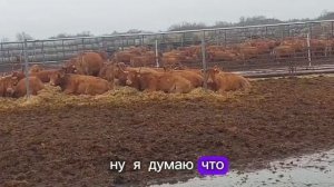 Тёлки и нетели чистопородные лимузины на продажу