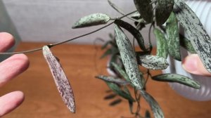 Хойя Сигилатис.