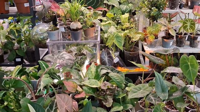 Выставка цветов, покупки. смотреть онлайн