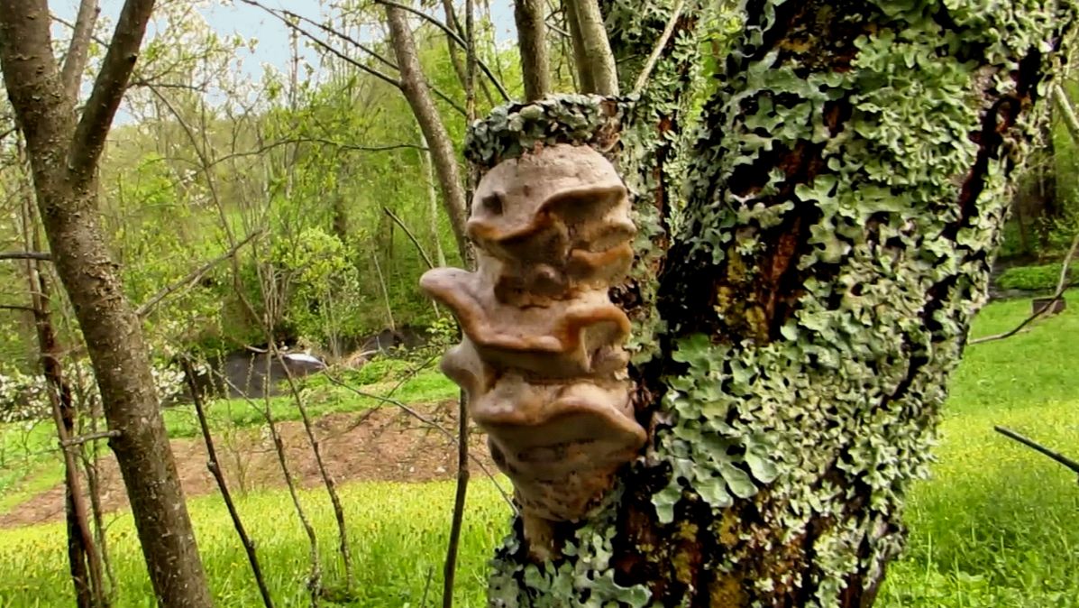 Грибы на деревьях смотреть онлайн