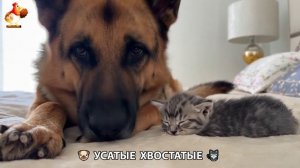 Котята и щенята 🐈🐶 Кошки и собаки 🤗 Милое видео про животных (15)