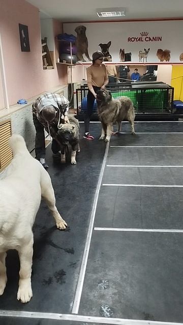 Чарующая Звезда 3 г и Евра 5 мес