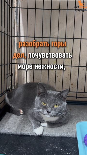 Хайфа ждёт вас в приюте #Муркоша смотреть онлайн