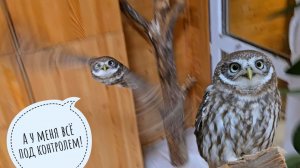 Покормила сов и хожу негодую от коварства китайских жуликов! Борюсь с настройками отопления у сов