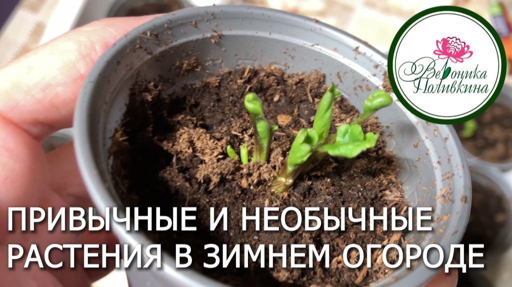 Зимний огород привычные и необычные растения смотреть онлайн