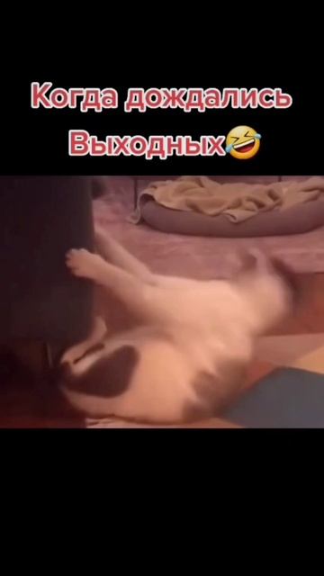 Опа опа опа опа смотреть онлайн