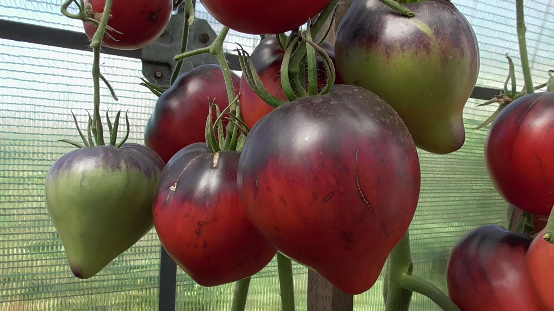 Томаты с антоцианом. Какие выбрать? На этот вопрос зрителя ответа у меня нет! смотреть онлайн