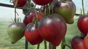 Томаты с антоцианом. Какие выбрать? На этот вопрос зрителя ответа у меня нет!