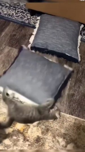 Приколы с котами часть 25