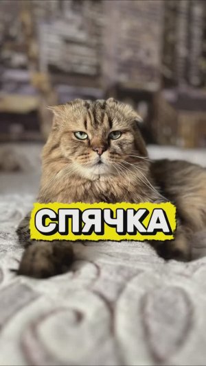 А вы готовы проспать всю зиму?😹 #котики #юмор #животные