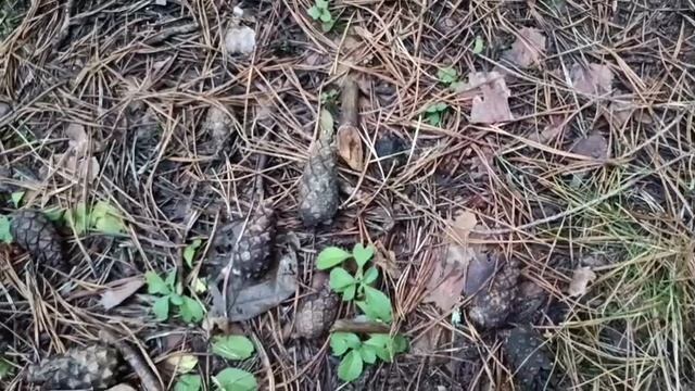 #приятная прогулка в декабре по шикарному лесу смотреть онлайн