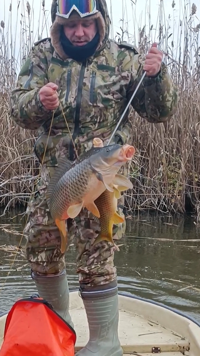 сазан на коряжках