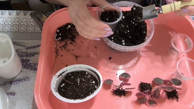 Камнеломка, отсадка деток смотреть онлайн