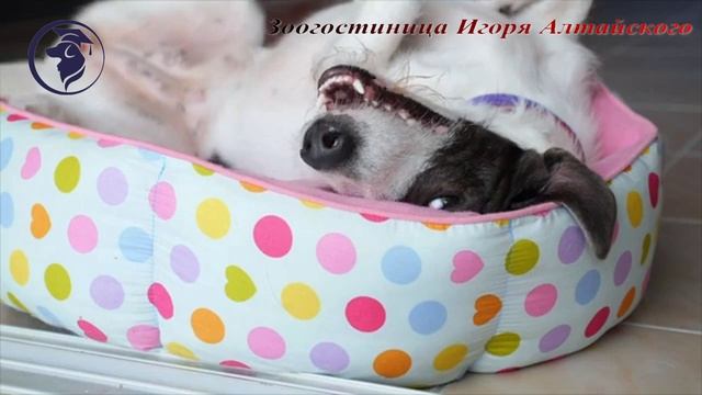 Зоогостиница. Передержка собак. Кинолог Игорь Алтайский.
