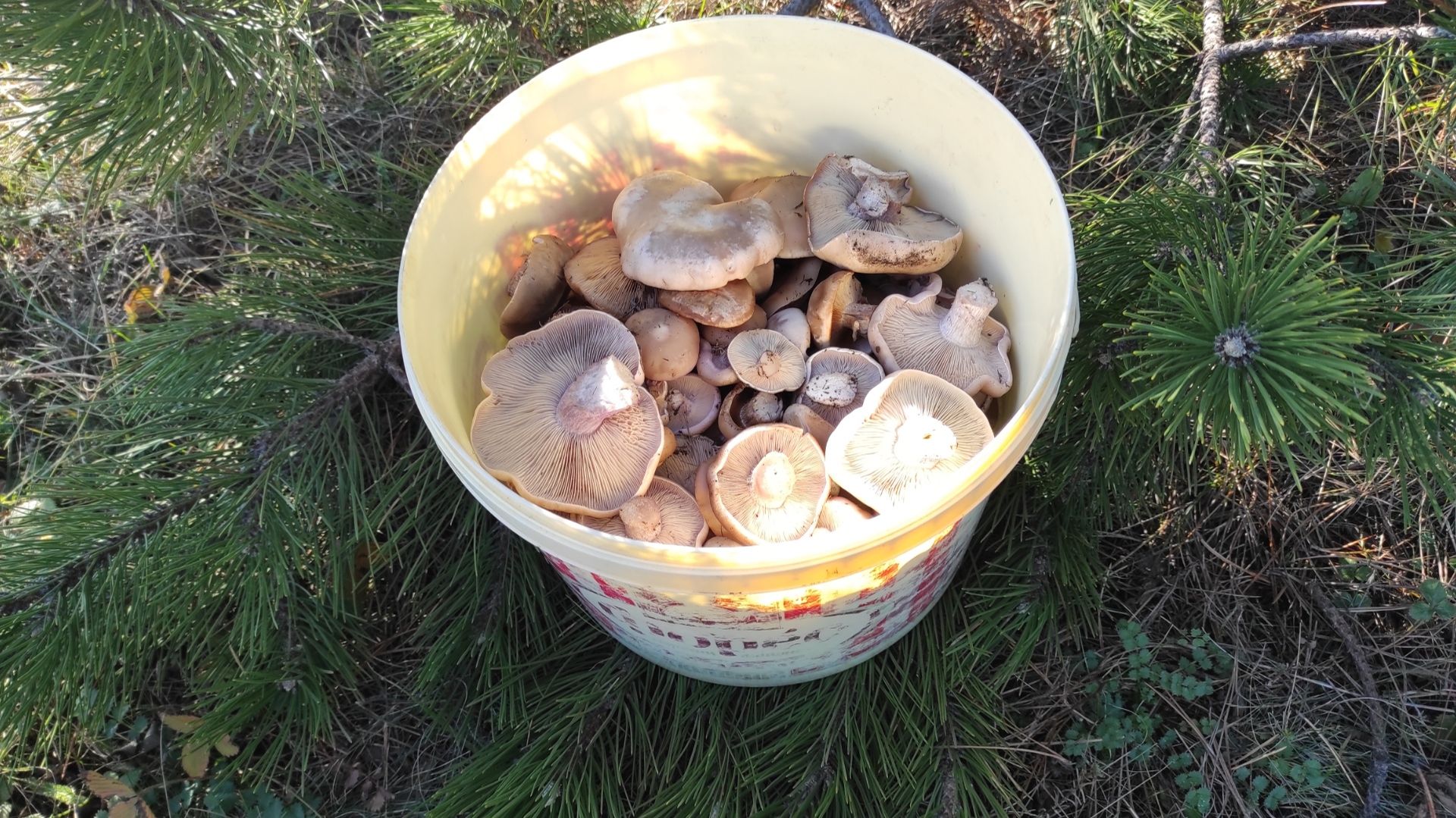 Лиловоногая рядовка или синеножка в декабре 2025, сбор грибов в Крыму смотреть онлайн