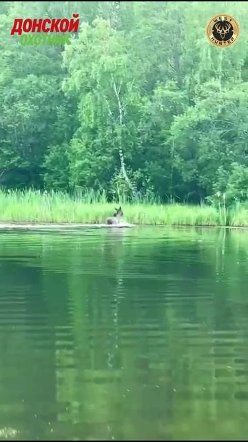 Охота на лося - красивое зрелище .Купание Лося смотреть онлайн