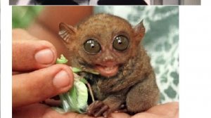 Бессмертие. Новозеландский сверчок. Нуклеотиды Р и Z Леконта.  Стругацкие  Жук в муравейнике