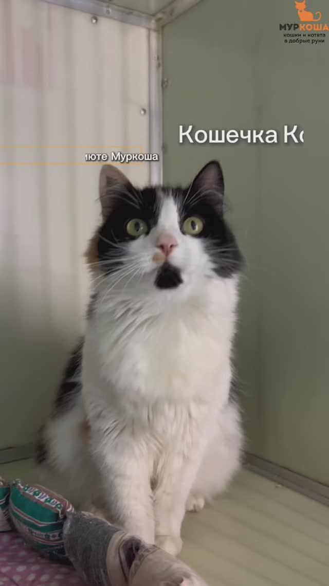 Комендантша ждёт вас в приюте #Муркоша смотреть онлайн