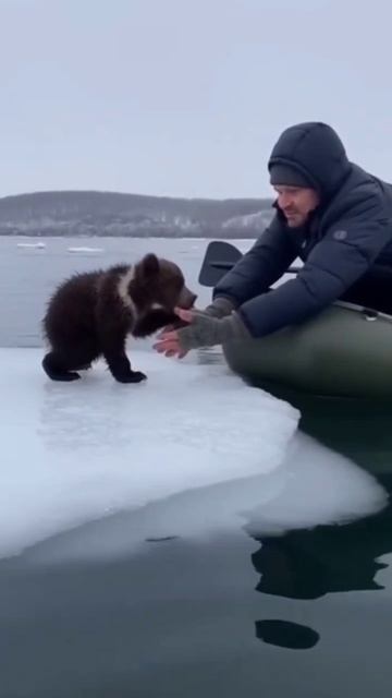 #медвежонок #животные #встреча смотреть онлайн