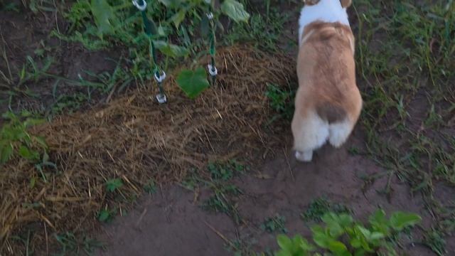 Первый год в своём доме: парковка, огород, участок — что успел сделать?