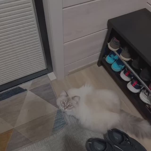 Кот все ломает и крушит в доме 🙀🙀🙀ужас что натворил 😱😱😱 смотреть онлайн