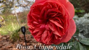 Уход за розой в первый год посадки и цветение  Чиппендейл Rosa 'Chippendale'