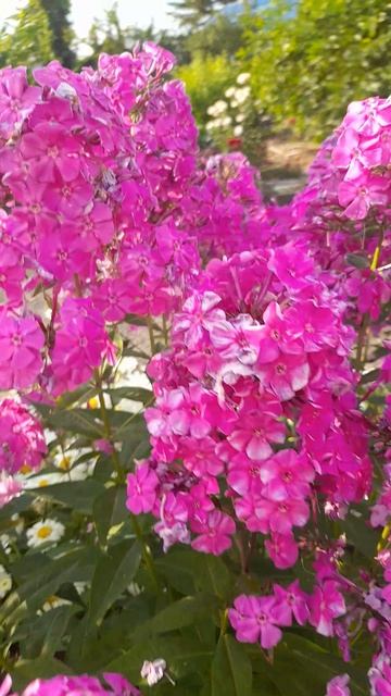 Флокс Виринея. смотреть онлайн