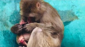 Мы в УЖАСЕ! Во время вчерашней бури макака Рита РОДИЛА МАЛЫША и не понимает что произошло!