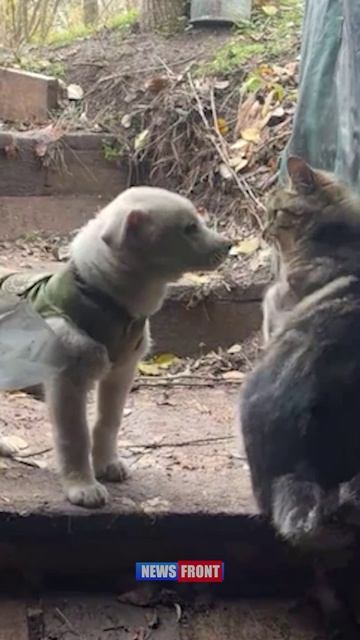 Хвостатое пополнение в рядах ВС РФ смотреть онлайн