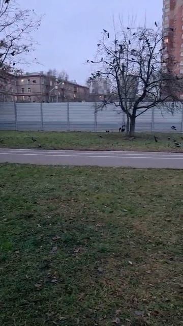 Гоняем ворон.