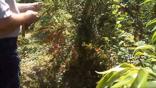 2. В. Железов. Урожай 2016. Войлочная вишня и встреча с А.П.Рыкалиным.mp4 смотреть онлайн