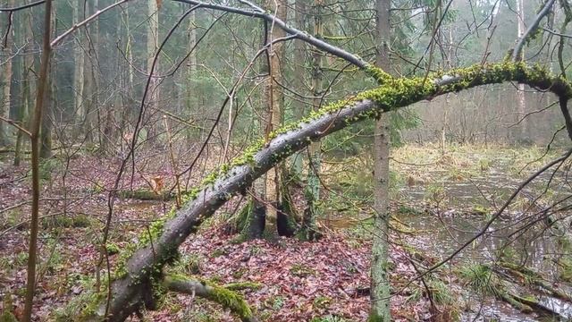 Недостатки тайского бокса