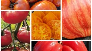 ОНИ ПЕРЕВЕРНУТ ТВОЁ ПРЕДСТАВЛЕНИЕ О ВКУСЕ!