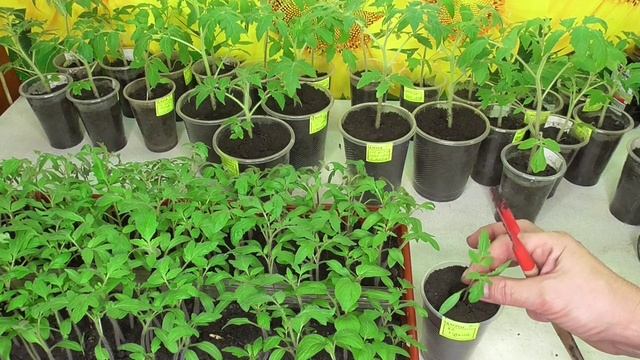 Пикировка и перевалка - в чем различие? Рассказываю и показываю. смотреть онлайн