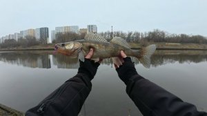 СУДАК НА МИКРОДЖИГ. ЗИМНИЙ ВЫХОД СО СПИННИНГОМ. РЫБАЛКА В ПОДМОСКОВЬЕ. 4К.