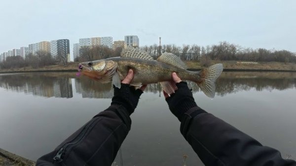 СУДАК НА МИКРОДЖИГ. ЗИМНИЙ ВЫХОД СО СПИННИНГОМ. РЫБАЛКА В ПОДМОСКОВЬЕ. 4К.