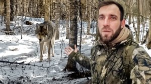 Животные в мире людей: зачем мы вмешиваемся в жизнь дикой природы | Все как у людей