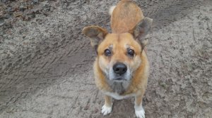 Погода удивляет, сезон ещё не закрыт. Лесной коп с Илюхой в компании рыжего пёсика!