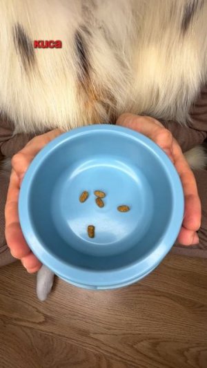 КОГДА КИСА НЕ ДЕЛИТСЯ ЕДОЙ