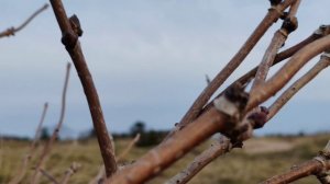 Вечерняя прогулка в ноябре, Кунашир