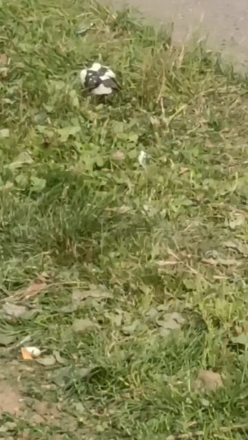 Донатеры и тут