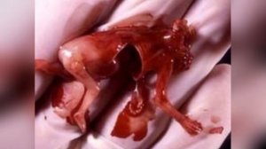 песня «МОЛОХ»