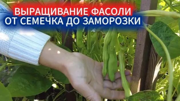 КАК ВЫРАСТИТЬ СТРУЧКОВУЮ ФАСОЛЬ. СУПЕР УРОЖАЙНЫЙ СОРТ ФАСОЛИ МЕЧТА ХОЗЯЙКИ смотреть онлайн