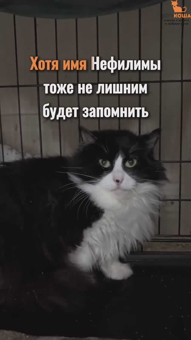 Нефилима ждёт вас в приюте #Муркоша смотреть онлайн