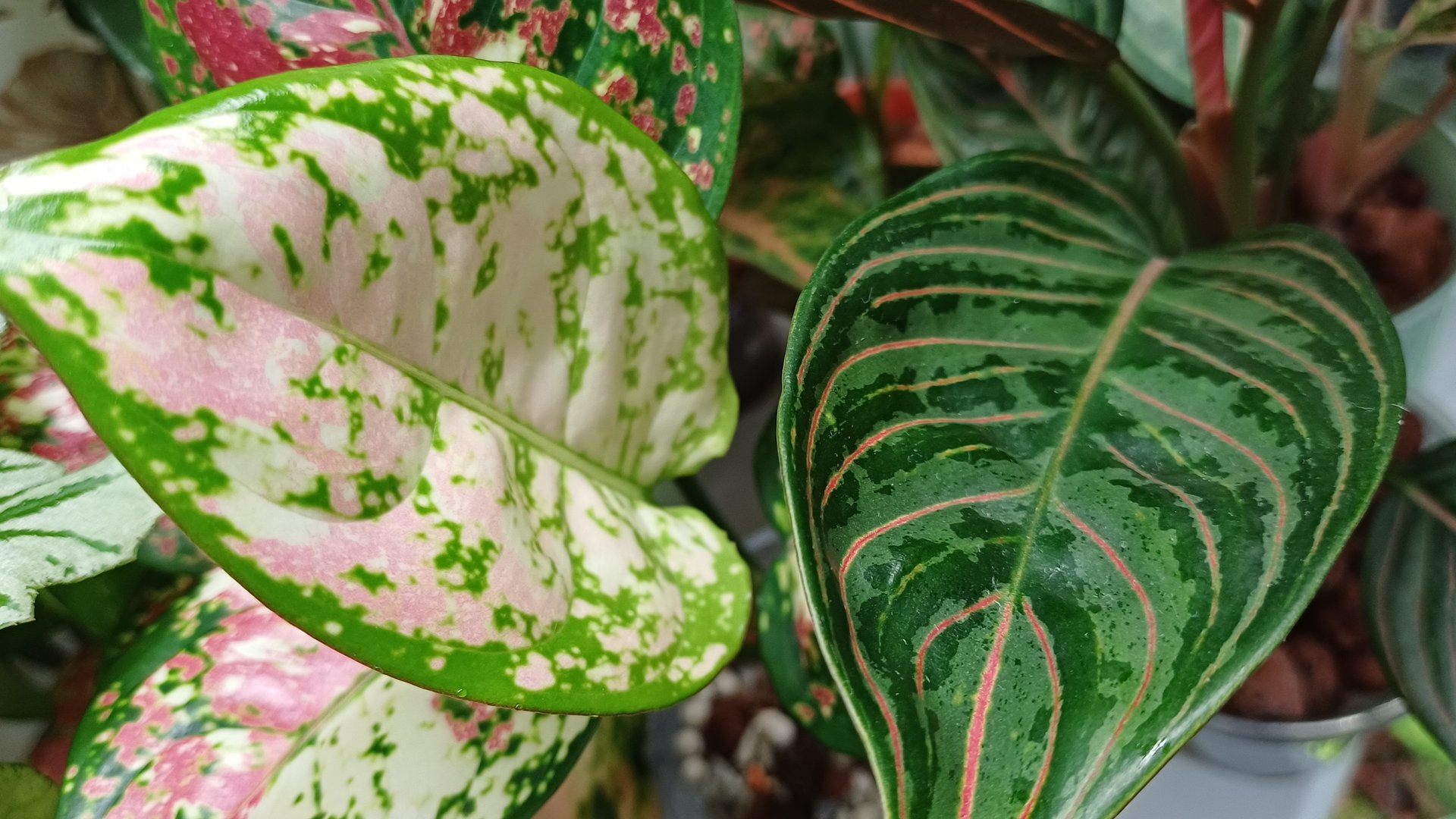 Комнатные растения⚘️🌿⚘️🌿⚘️ Новенькие листики☀️☀️☀️