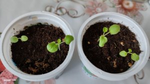 Как растёт пеларгония, которую я сеяла 22 ноября
