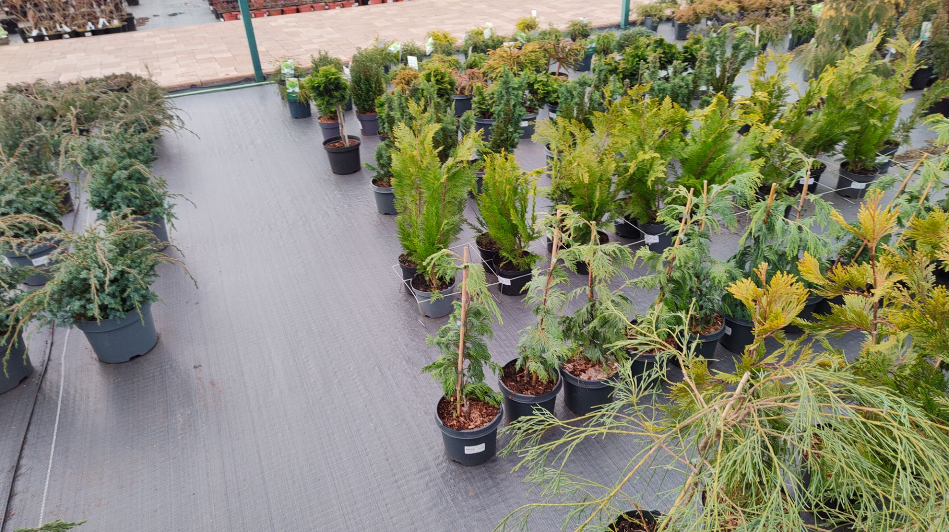 Еду за растениями в Садовый центр "Планета лета" 06.12.2025 г. Пятигорск. смотреть онлайн