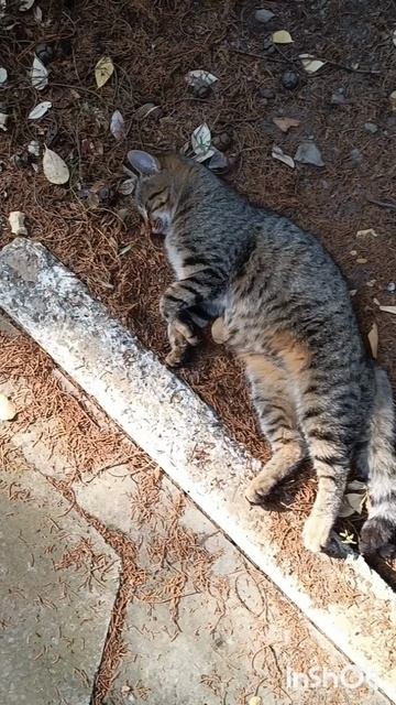 КОШКИ В АЛУШТЕ В ЧЕСТИ